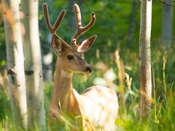 Deer Wildlife Nature