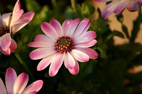 Bornholm Marguerite