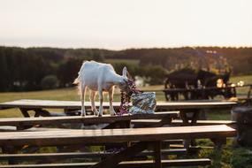 Animals Nature Agriculture