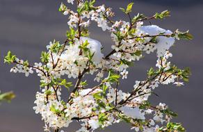 Flower Nature Freshness