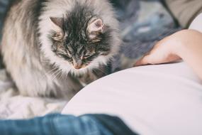 Cute, colorful and beautiful, fluffy cat sitting near the person