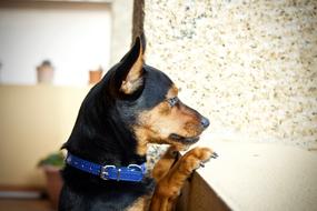 a cute dog with a blue collar