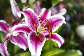 Flower Nature Plant