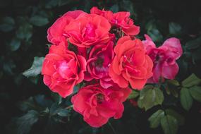 Rose Bloom Flower