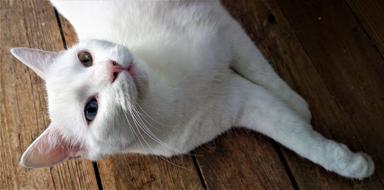 a beautiful cat with colored eyes