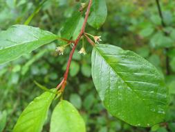 Leaf Plant Nature