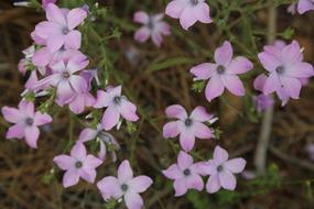 blooming flowers are beautiful
