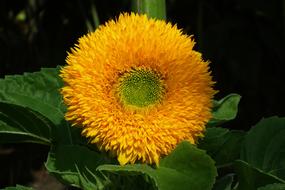 Nature Plant Flower Ornamental