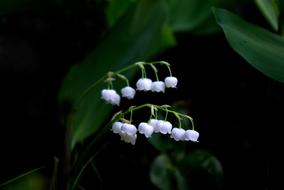 Nature Plants Leaf