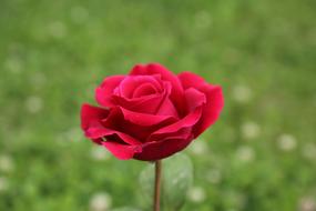 Rose Plant Nature Red