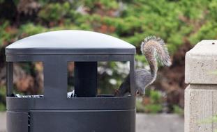 Nature Squirrel Trash