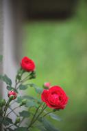 Flowers Nature Plants