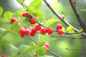 Leaf Nature Fruit