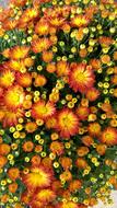 Flower Gardening