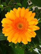 Nature Summer Flower
