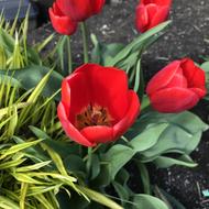 Tulip Flower