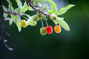 berries on a branch in the water