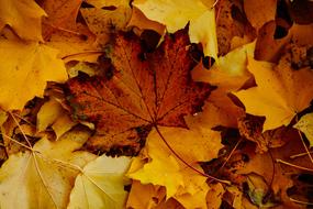 fall foliage is dry