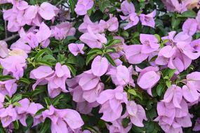 Flower Background Bougainvillea
