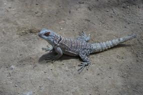 Reptile Nature Wildlife
