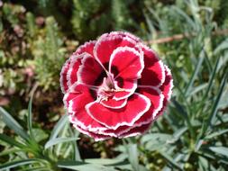 Nature Flower Plant