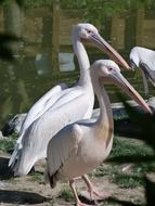 Pink pelican in the river