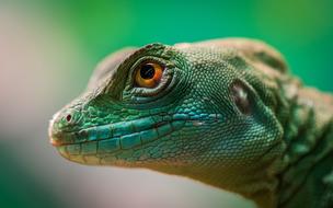 a green lizard with a brown eye