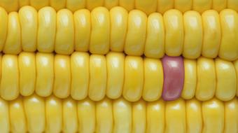 Background Closeup Corn