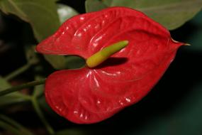 Nature Flower Leaf