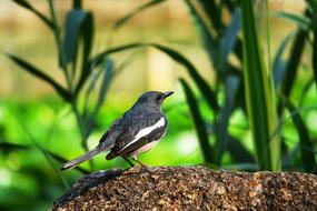 Nature Bird Wildlife