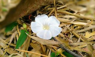Nature Flora Flower