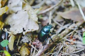 Nature Beetle Bug