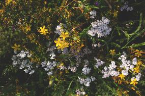 Nature Bloom Blooming