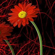 plant flower nature petal color