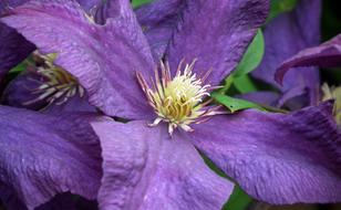 Flower Clematis Nature