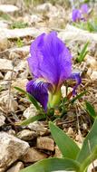 Nature Plant Flower