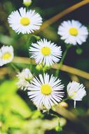 Nature Daisies Daisy