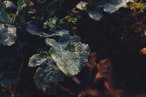 Nature Dew Droplet