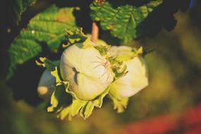 Nature Filbert Hazelnut