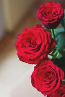 Nature Flowers Red