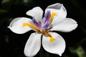 a gorgeous white flower