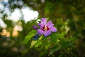 Nature Flora Flower