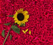 sunflower flower flowers texture