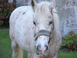 Horse Head Face Horseback Riding