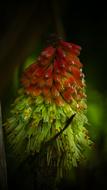 Kniphofia Cake Flower