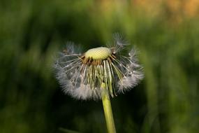 Nature Grass