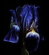 fractalius blue iris