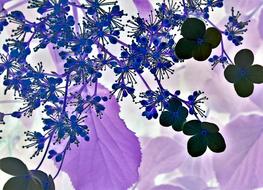 Blossom Bloom Floral Design