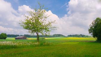 Landscape Meadow Trees