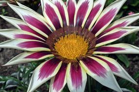 Nature Flower Plant